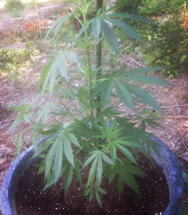 Семена сорта VIP Auto (VIP seeds) — изображение 5