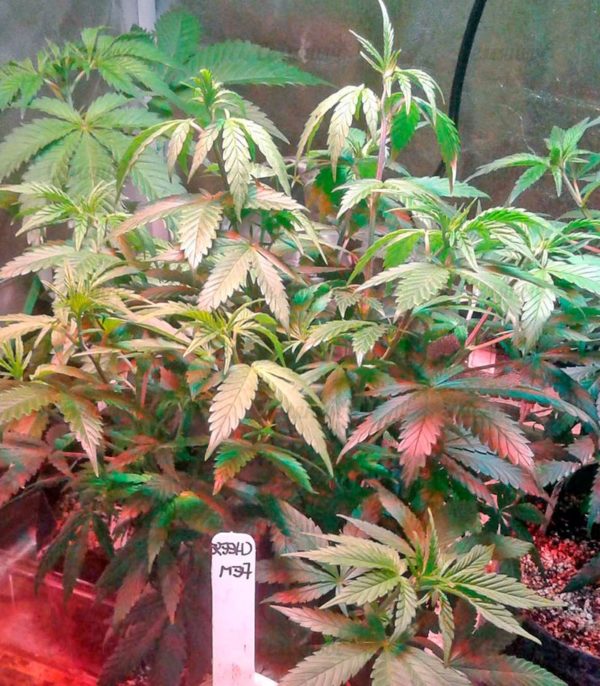 Семена сорта Purple Maroc (Female Seeds) — изображение 6