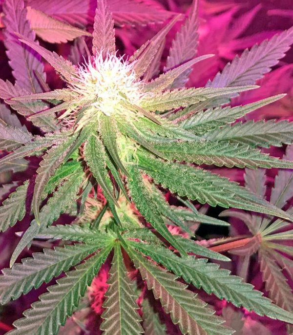 Семена сорта Purple Maroc (Female Seeds) — изображение 7