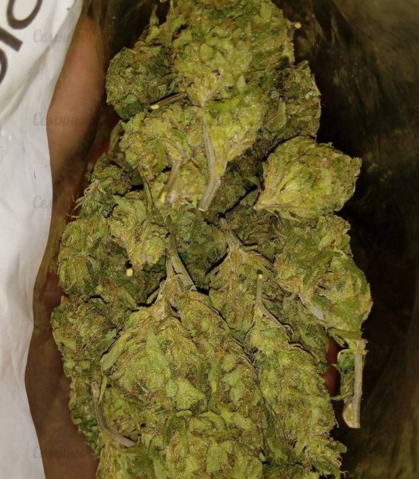 Семена сорта VIP Auto (VIP seeds) — изображение 6