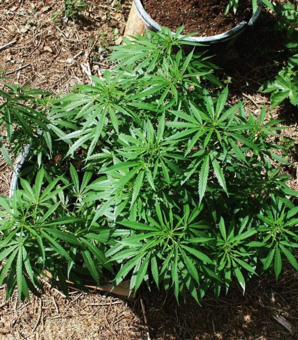 Семена сорта VIP Auto (VIP seeds) — изображение 7
