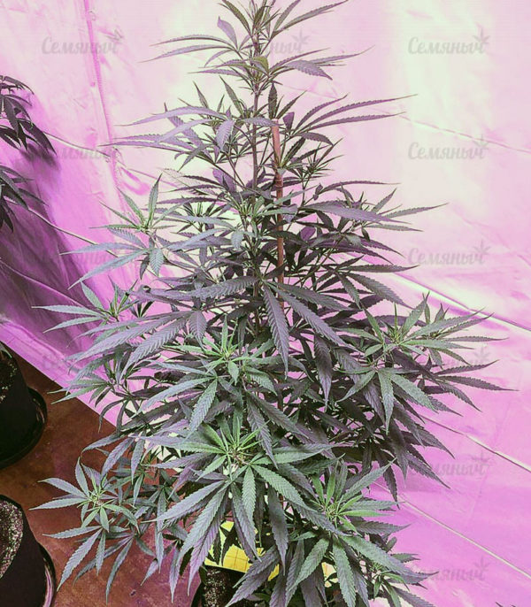 Семена сорта Tangerine Dream (Barney's Farm) — изображение 3