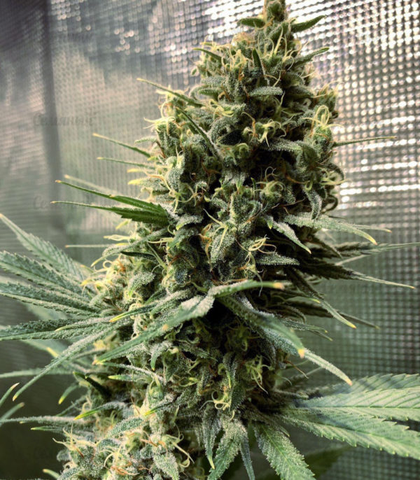 Семена сорта Tangerine Dream (Barney's Farm) — изображение 2