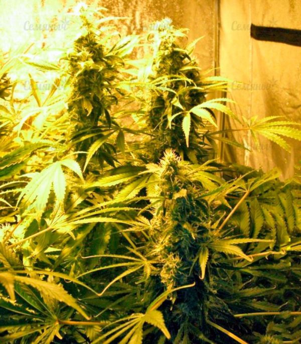 Семена сорта Lithium OG Kush (Nirvana Seeds) — изображение 5