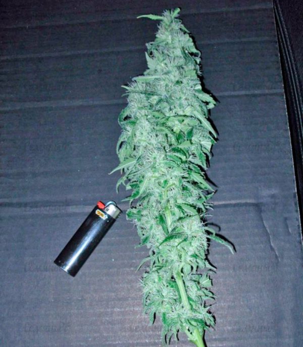 Семена сорта Lithium OG Kush (Nirvana Seeds) — изображение 6