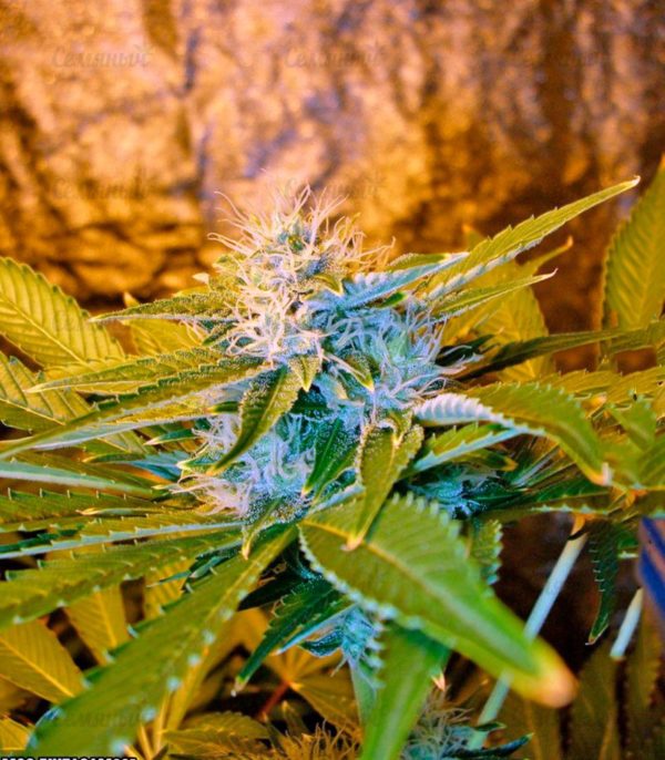 Семена сорта Lithium OG Kush (Nirvana Seeds) — изображение 8