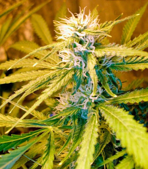 Семена сорта Lithium OG Kush (Nirvana Seeds) — изображение 9