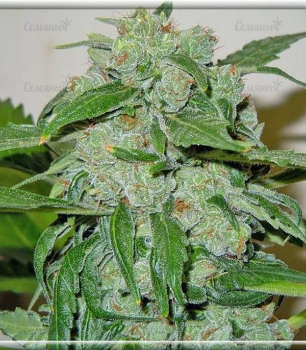 Семена сорта Industrial Plant (Dinafem Seeds) — изображение 4