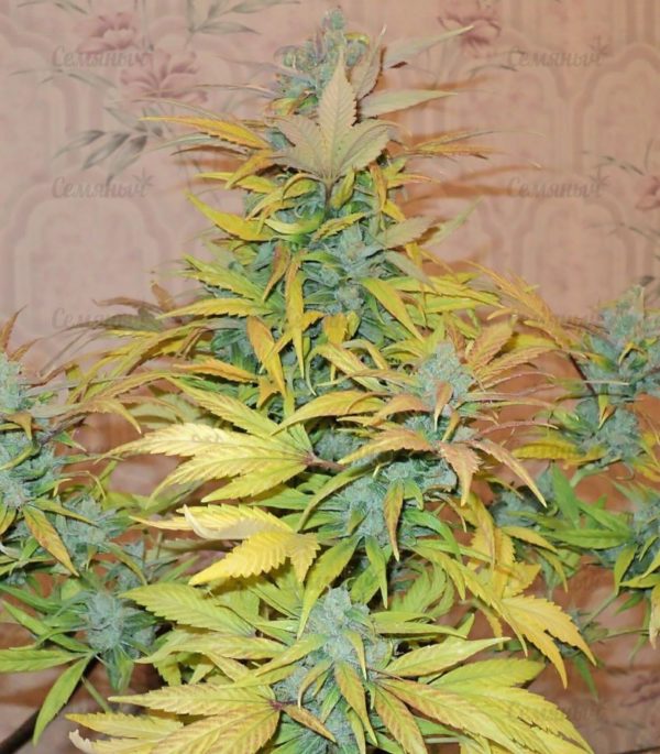 Семена сорта Industrial Plant (Dinafem Seeds) — изображение 5