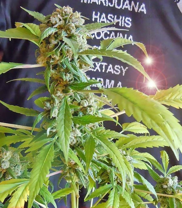 Семена сорта Industrial Plant (Dinafem Seeds) — изображение 7