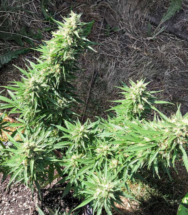 Critical Neville Haze Auto fem (Delicious Seeds) семена конопли — изображение 4