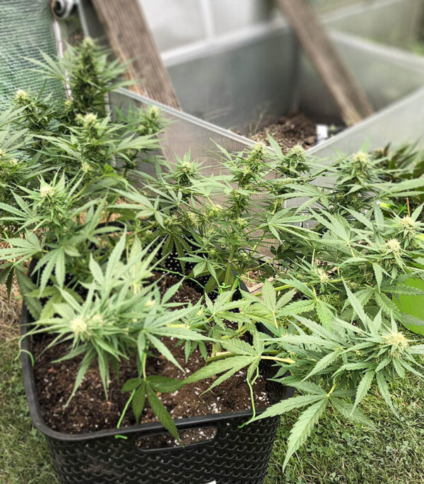 Critical Neville Haze Auto fem (Delicious Seeds) семена конопли — изображение 5