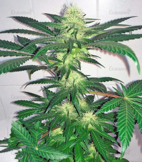 Семена сорта Choc-Matic auto (Dr. Krippling Seeds) — изображение 4