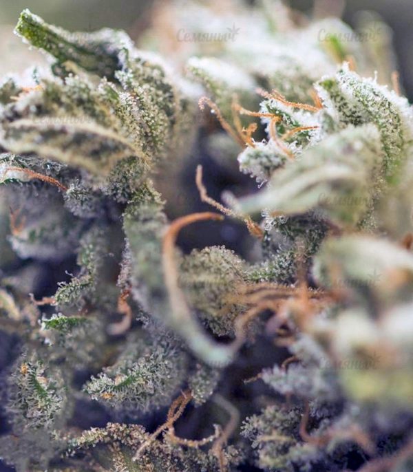 Семена сорта Choc-Matic auto (Dr. Krippling Seeds) — изображение 5