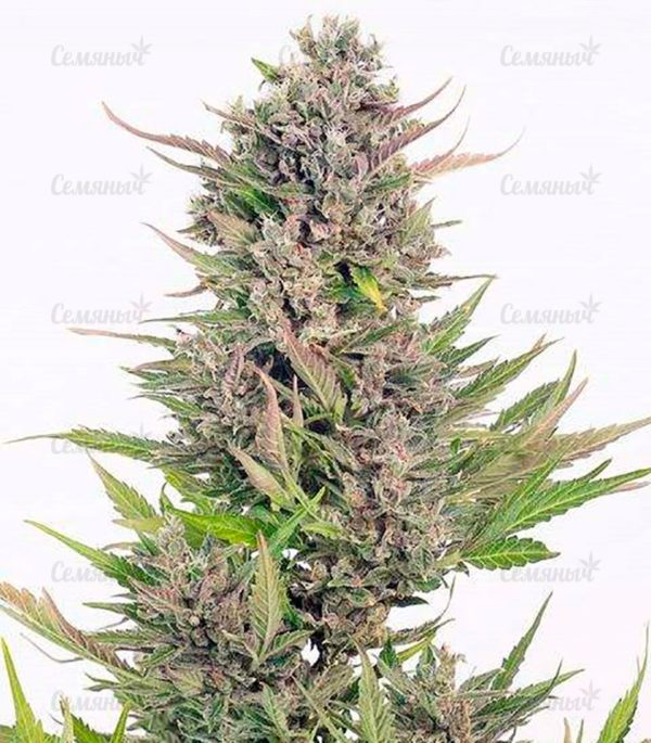 Семена сорта Misty Kush — изображение 4