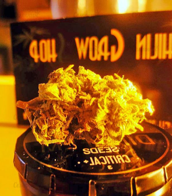 Семена сорта Misty Kush — изображение 5
