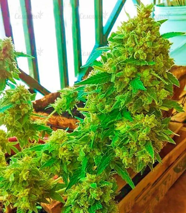 Семена сорта Misty Kush — изображение 6