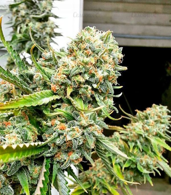 Семена сорта Misty Kush — изображение 7