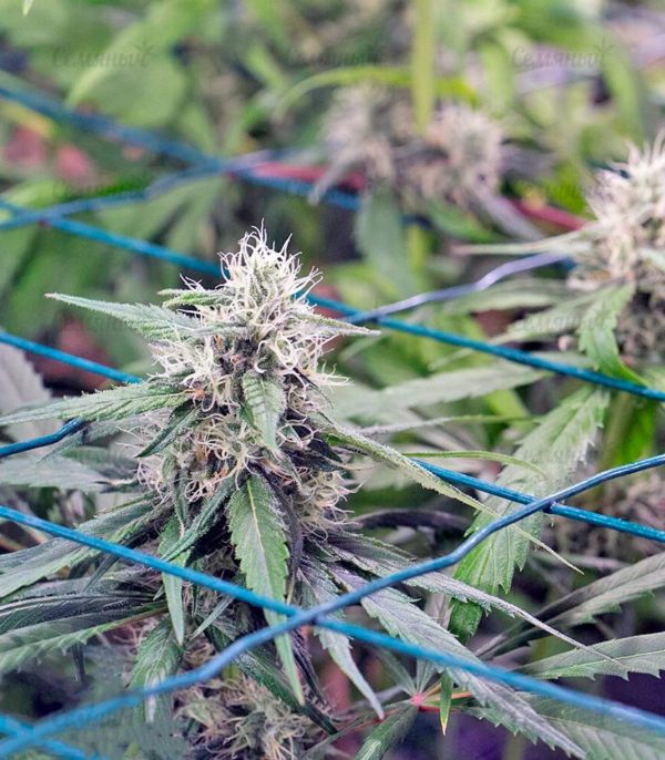Семена сорта Auto Speed Bud (Female Seeds) — изображение 5