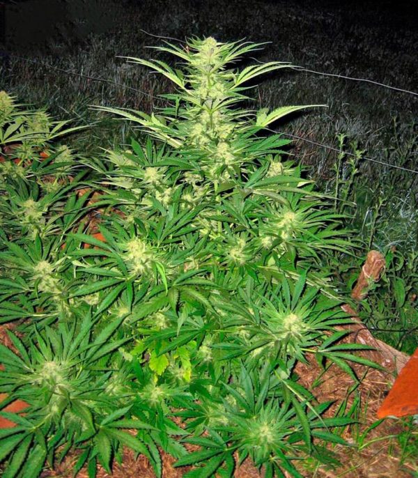 Семена сорта Auto Speed Bud (Female Seeds) — изображение 6