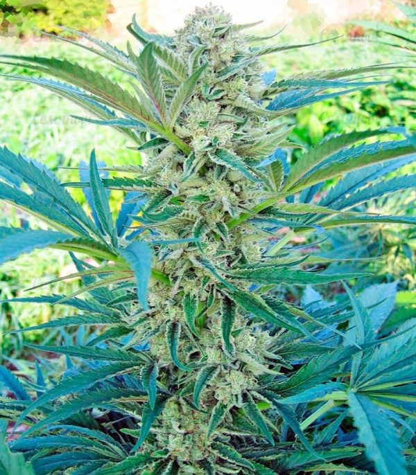 Семена сорта Auto Speed Bud (Female Seeds) — изображение 7