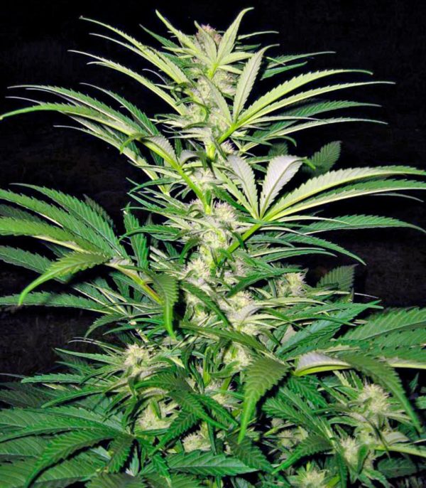 Семена сорта Auto Speed Bud (Female Seeds) — изображение 8