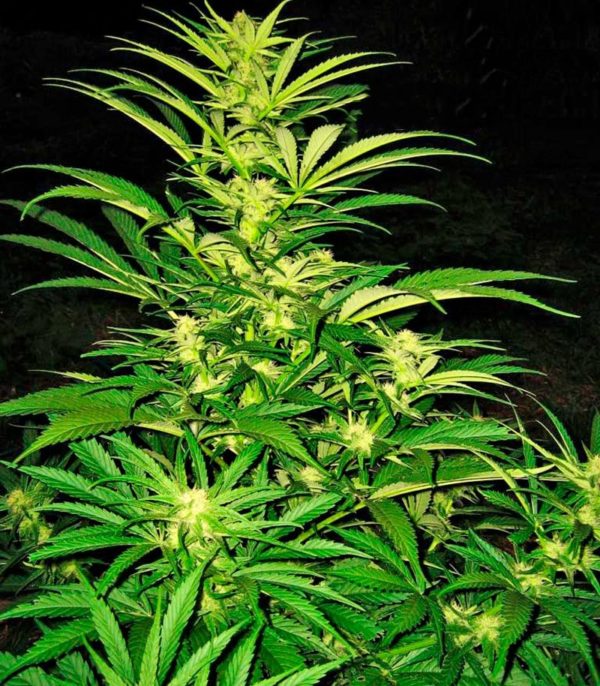 Семена сорта Auto Speed Bud (Female Seeds) — изображение 9