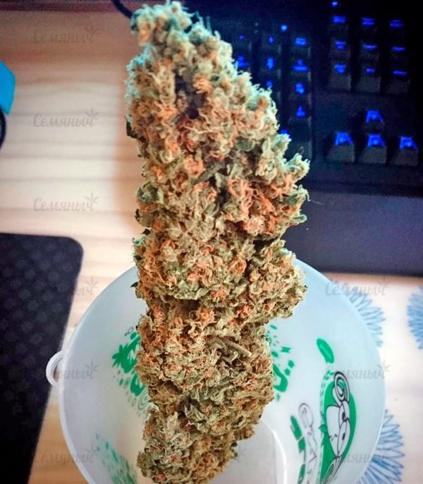 Семена сорта Misty Kush — изображение 8