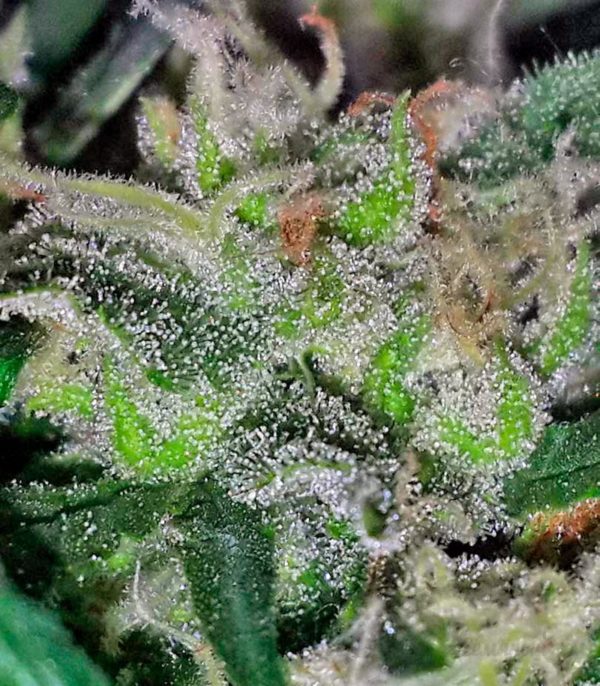 Семена сорта Misty Kush — изображение 9