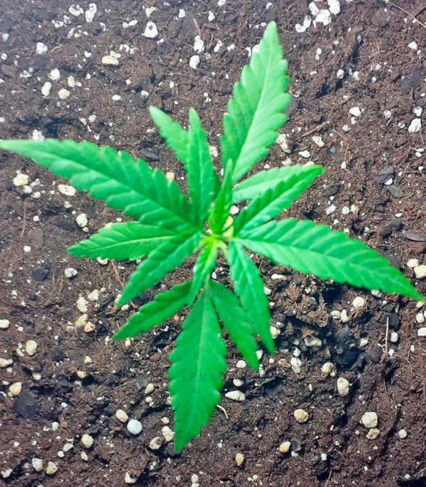 Семена сорта Misty Kush — изображение 11