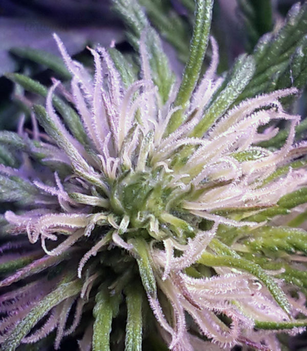 Семена сорта Green Ninja (Heavyweight Seeds) — изображение 5