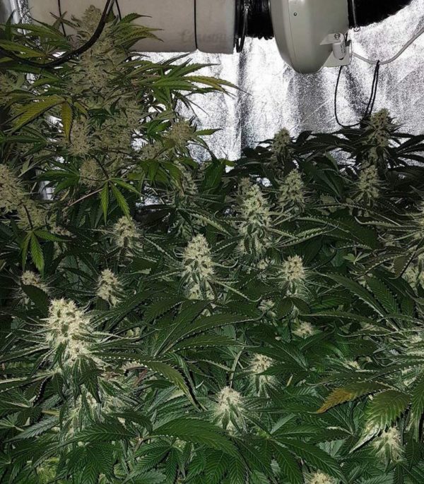 Семена сорта Purple Moby Dick (Dinafem Seeds) — изображение 4