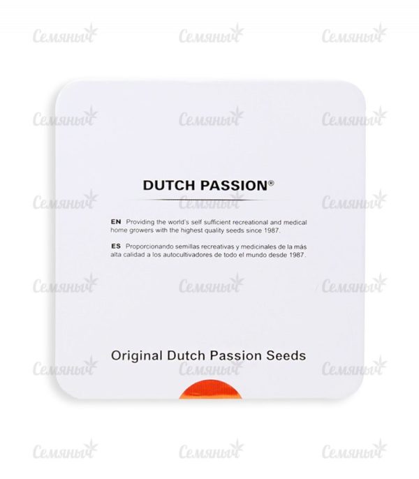 Семена сорта Auto Frisian Dew (Dutch Passion) — изображение 4