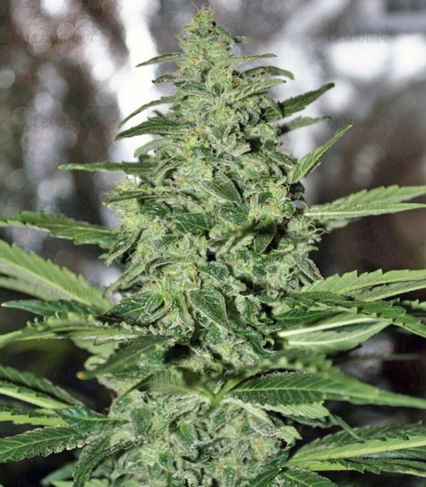 Семена сорта Auto White Widow (Pyramid Seeds) — изображение 6