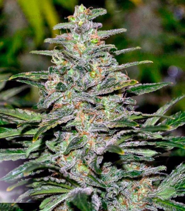 Семена сорта Auto White Widow (Pyramid Seeds) — изображение 7
