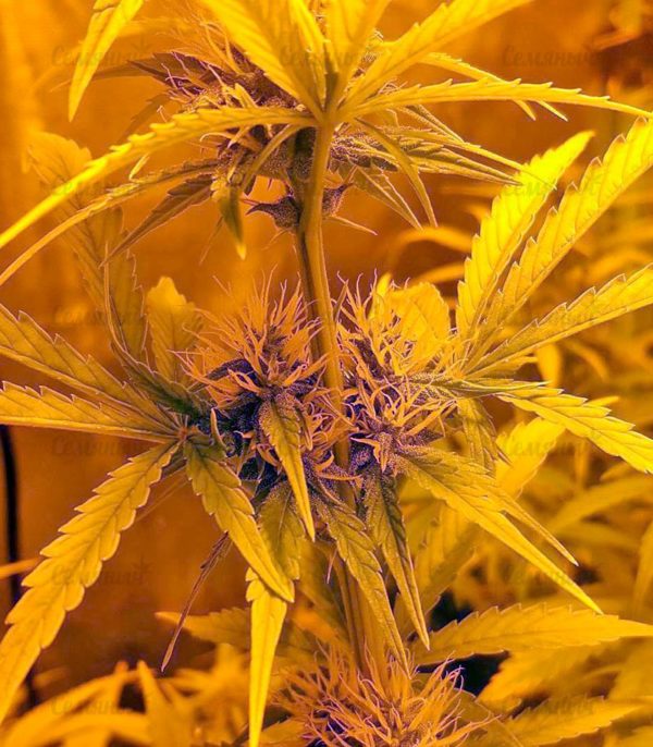 Семена сорта ICED Grapefruit (Female Seeds) — изображение 4