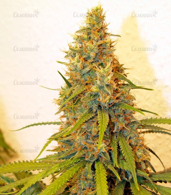 Семена сорта ICED Grapefruit (Female Seeds) — изображение 5