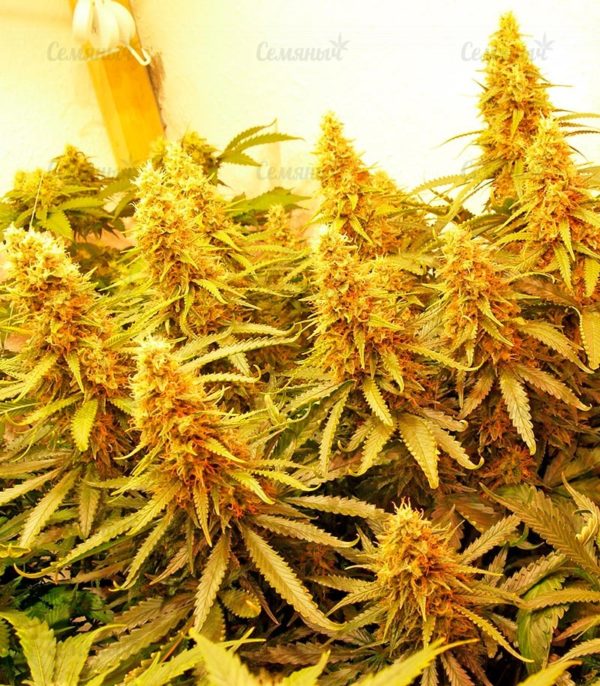 Семена сорта ICED Grapefruit (Female Seeds) — изображение 6