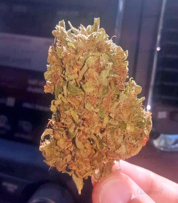 Семена сорта ICED Grapefruit (Female Seeds) — изображение 7