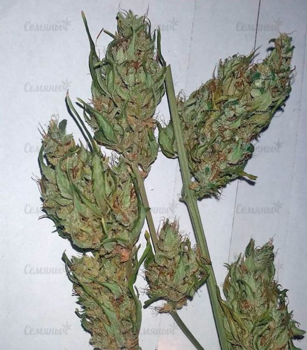 Семена сорта ICED Grapefruit (Female Seeds) — изображение 8