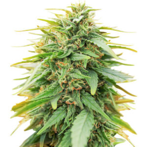 Deepforest Super Auto fem