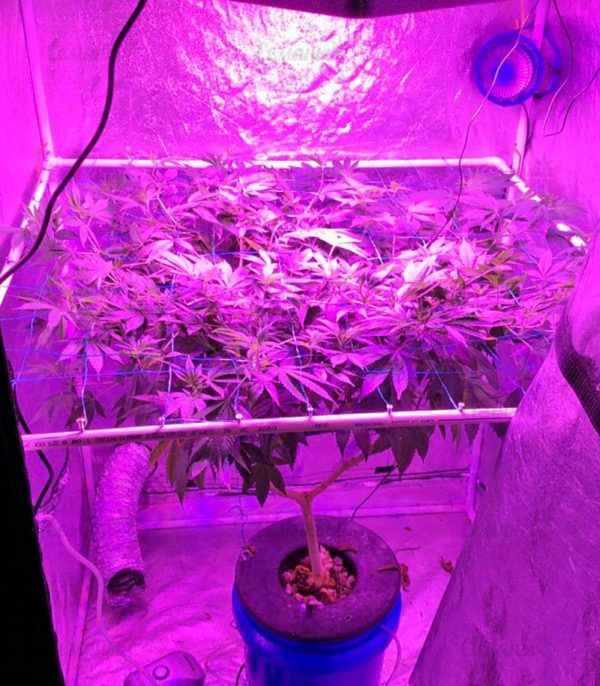 Семена сорта Chocodope (Victory Seeds) — изображение 4