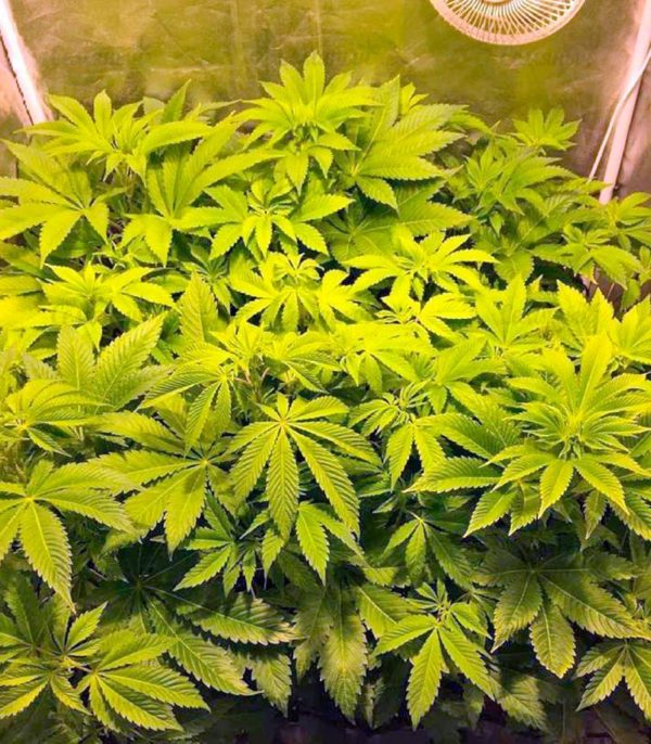 Семена сорта Chocodope (Victory Seeds) — изображение 5