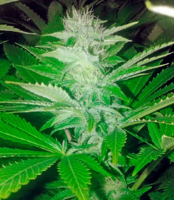 Семена сорта Chocodope (Victory Seeds) — изображение 6