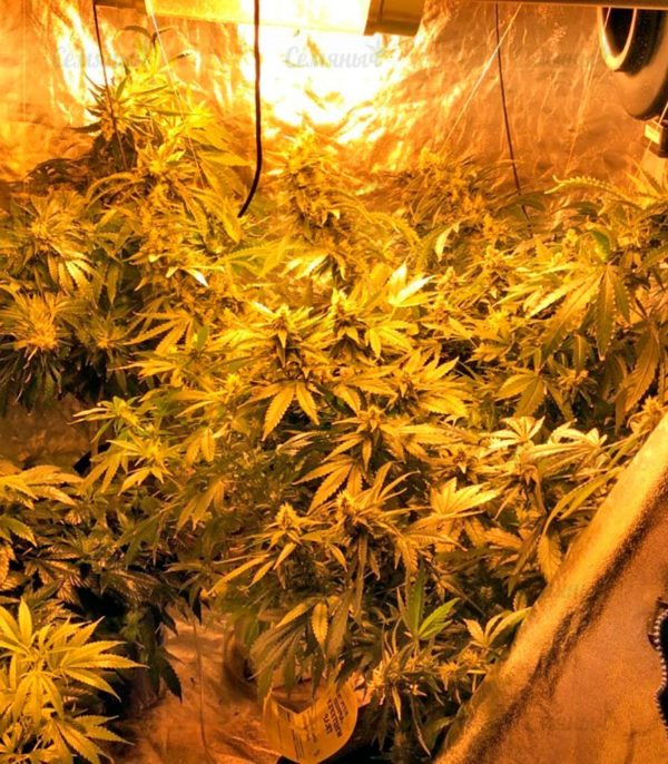 Семена сорта Chocodope (Victory Seeds) — изображение 7