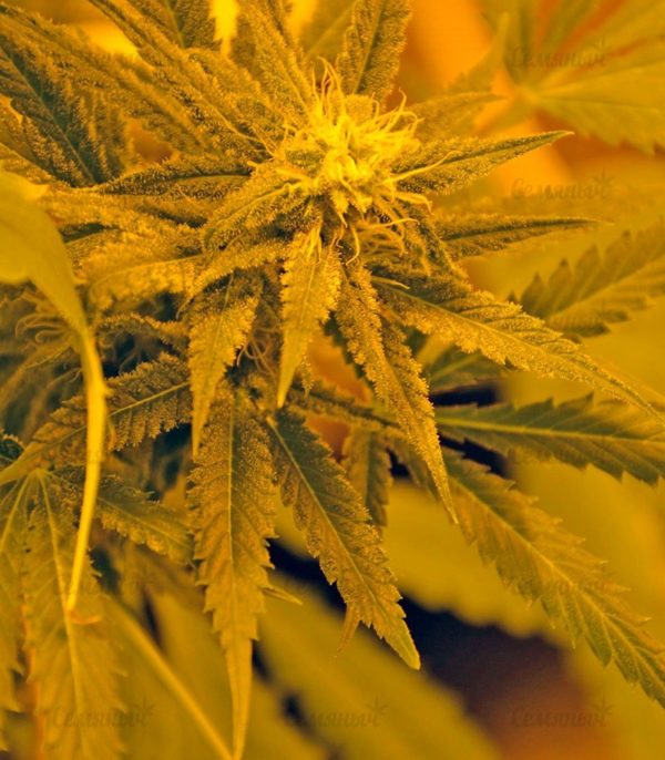 Семена сорта White Rush Auto (Dr. Krippling Seeds) — изображение 5