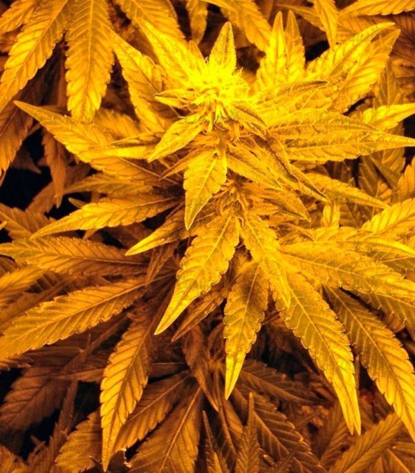 Семена сорта White Rush Auto (Dr. Krippling Seeds) — изображение 6