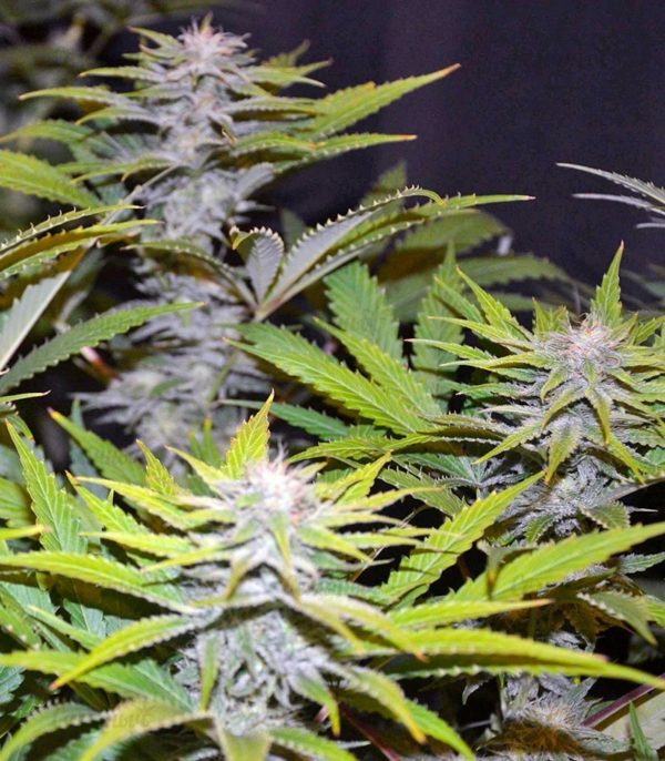 Семена сорта White Rush Auto (Dr. Krippling Seeds) — изображение 7