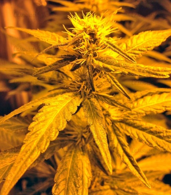 Семена сорта White Rush Auto (Dr. Krippling Seeds) — изображение 8