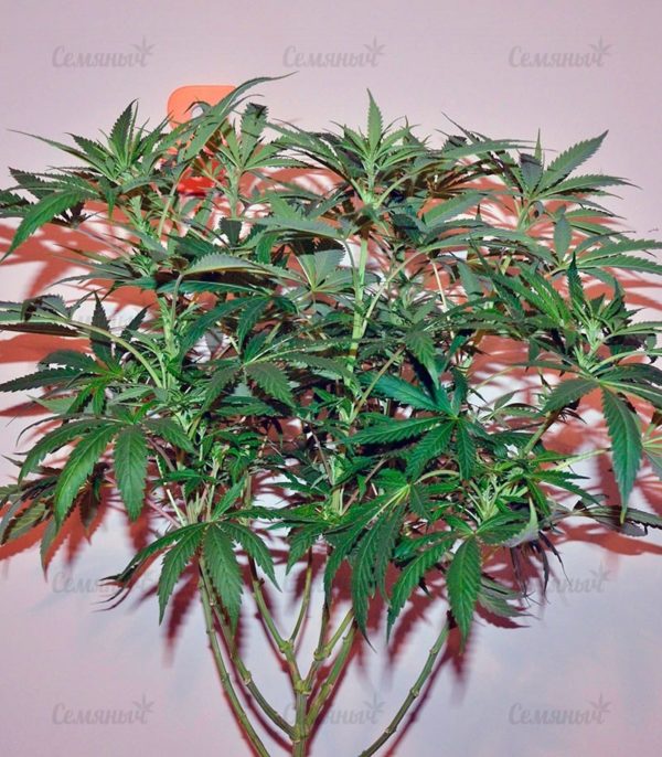 Семена сорта White Rush Auto (Dr. Krippling Seeds) — изображение 9